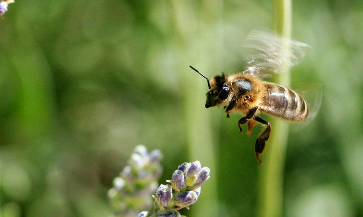 Abeille européenne (crédit: JR-Guillaumin - Flickr)