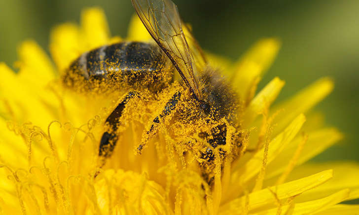 Abeille européenne (crédit: JR-Guillaumin - Flickr)