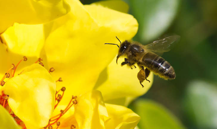 Abeille européenne (crédit: JR-Guillaumin - Flickr)