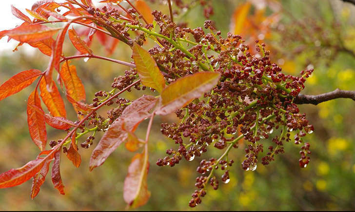 Arbre au mastic (crédit: Michel POURCHET - Tela Botanica)