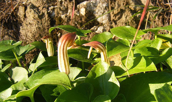 Arisarum