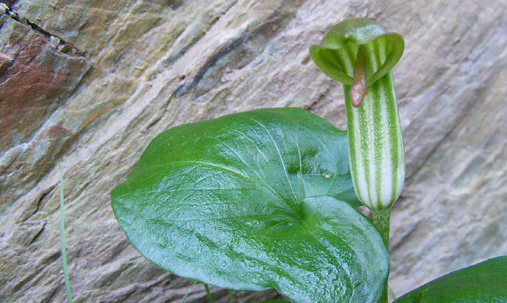 Arisarum