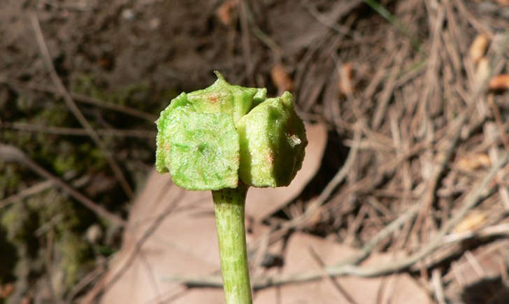 Arisarum (crédit: Mathieu MENAND - Tela Botanica)