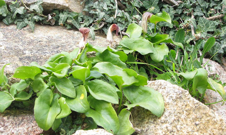 Arisarum (crédit: balognais - Tela Botanica)