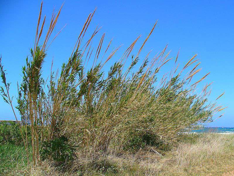 Canne de Provence