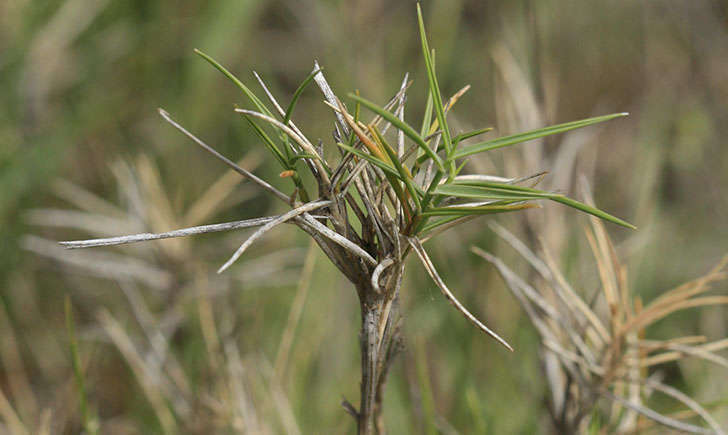 Brachypode rameux