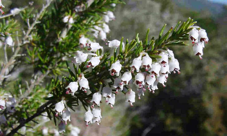 Bruyère arborescente