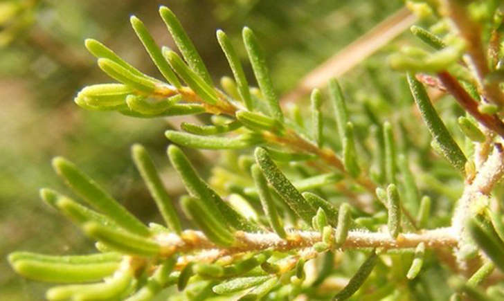 Bruyère arborescente