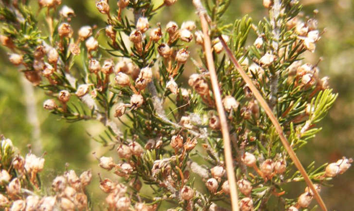 Bruyère arborescente