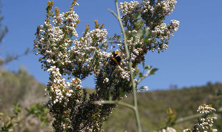 Bruyère arborescente