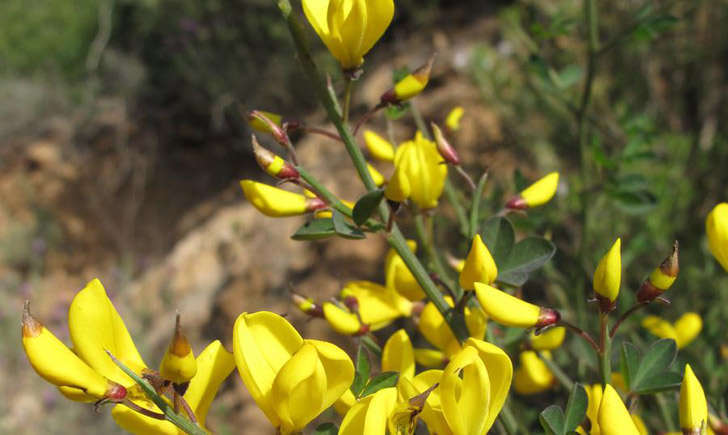 Calicotome épineux (crédit: Mathieu MENAND - Tela Botanica)