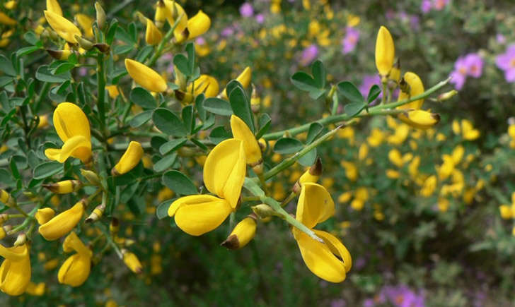 Calicotome épineux (crédit: Mathieu MENAND - Tela Botanica)