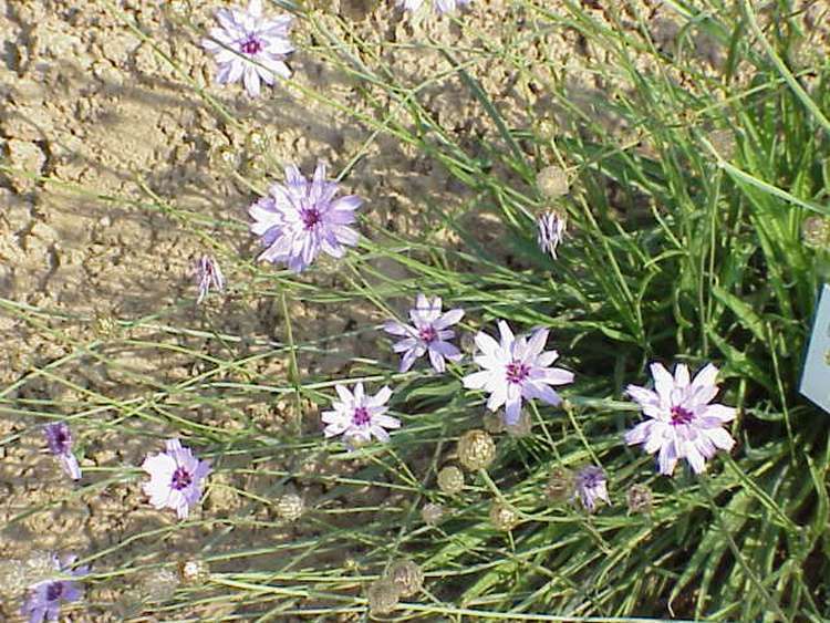 Catananche bleue