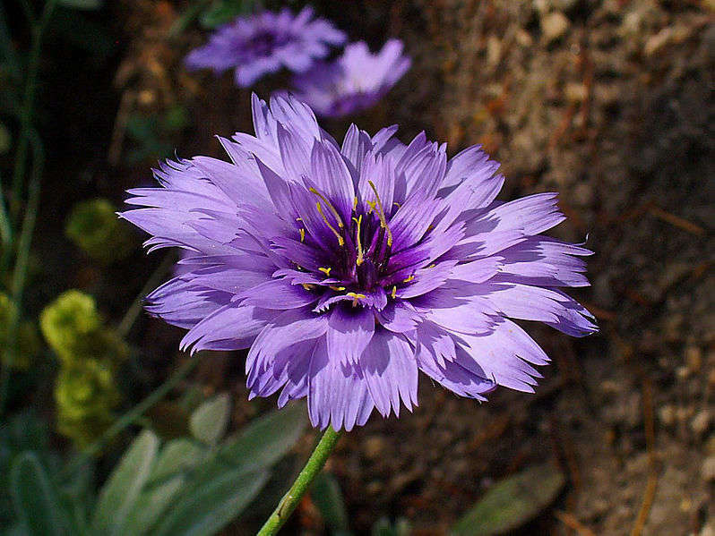 Catananche bleue