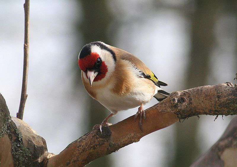 Chardonneret élégant