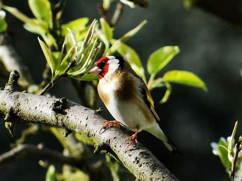 Chardonneret élégant