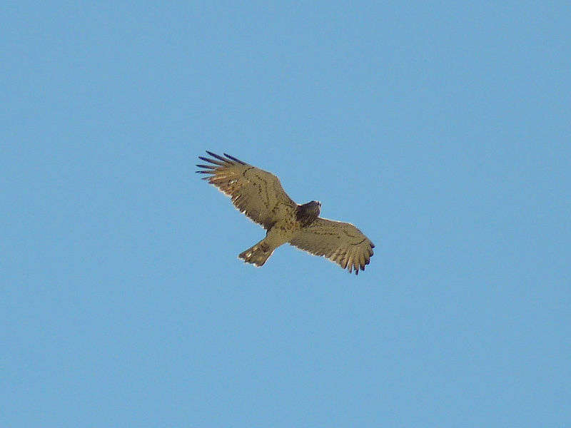 Circaète Jean-le-blanc (Crédits : Birdwatching Barcelona)