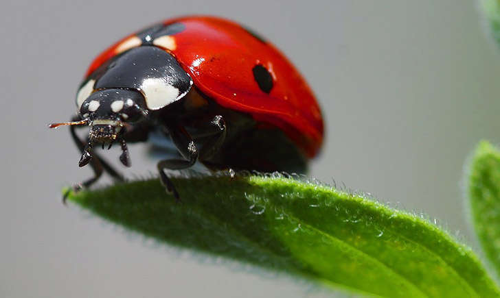 Coccinelle