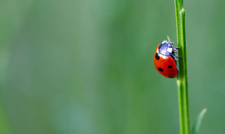 Coccinelle (crédit: erwanleherisse - Flickr)