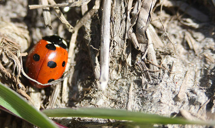 Coccinelle (crédit: erwanleherisse - Flickr)