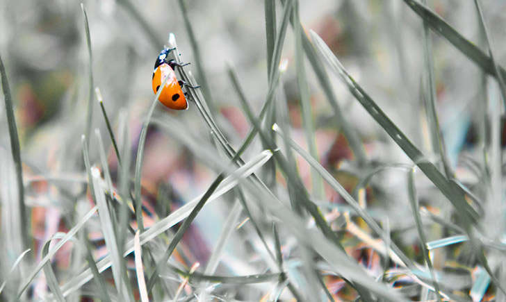 Coccinelle (crédit: grl_schuss - Flickr)