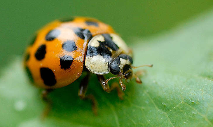 Coccinelle (crédit: jd-echenard - Flickr)