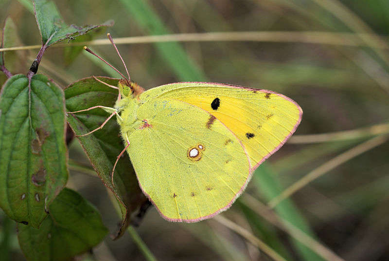 Colias crocea