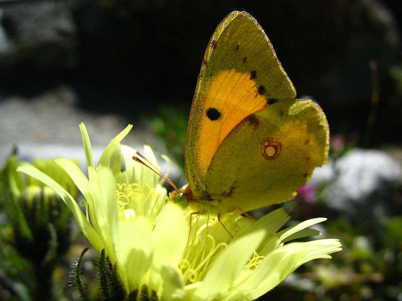 Colias crocea