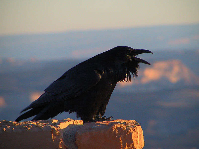 Corvus corax