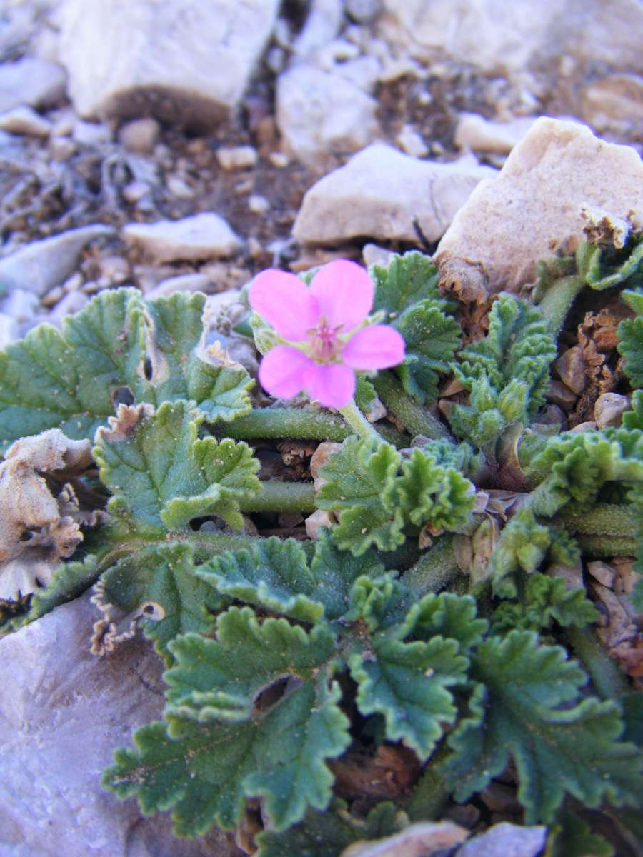 Erodium de Chios (Crédits : Julien Bonnaud - Natural Solutions)