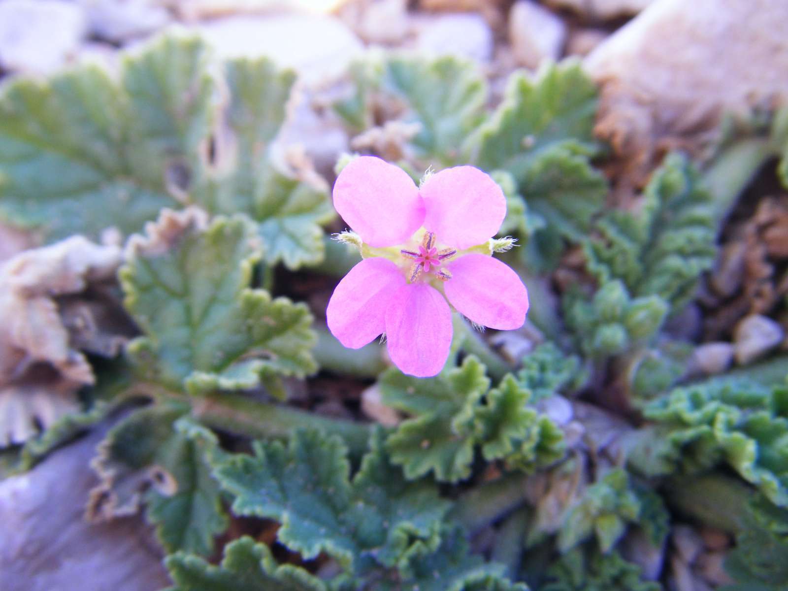 Erodium de Chios (Crédits : Julien Bonnaud - Natural Solutions)