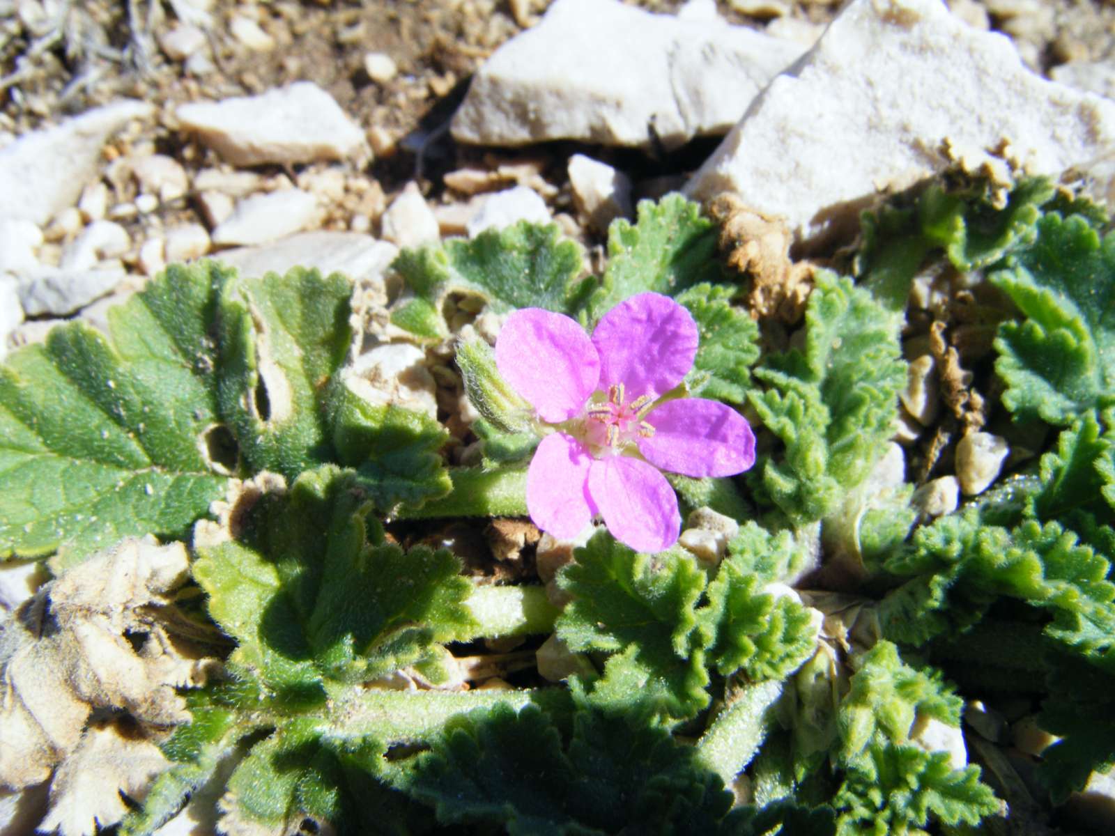 Erodium de Chios (Crédits : Julien Bonnaud - Natural Solutions)