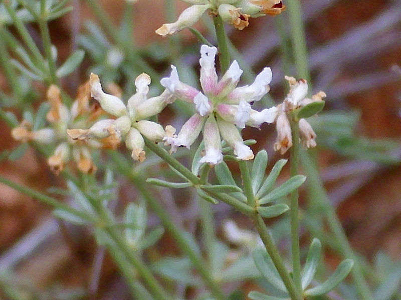 Dorycnie à cinq folioles