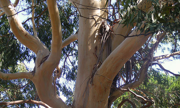 Eucalyptus