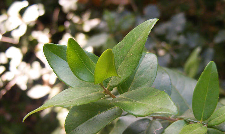 Filaria à larges feuilles