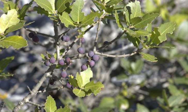 Filaria à larges feuilles (crédit: Mathieu.Menand - Tela Botanica)