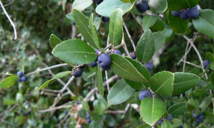 Filaria à larges feuilles (crédit: jpm - Tela Botanica)