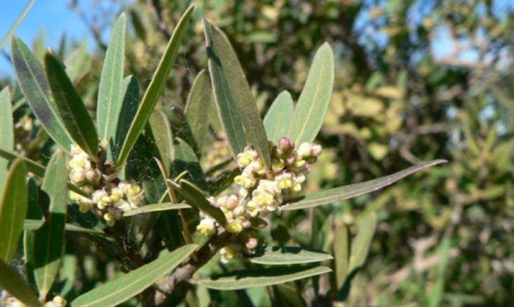 Filaire à feuilles étroites (Crédits : Mathieu.MENAND - Tela Botanica)