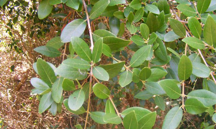 Filaria à larges feuilles