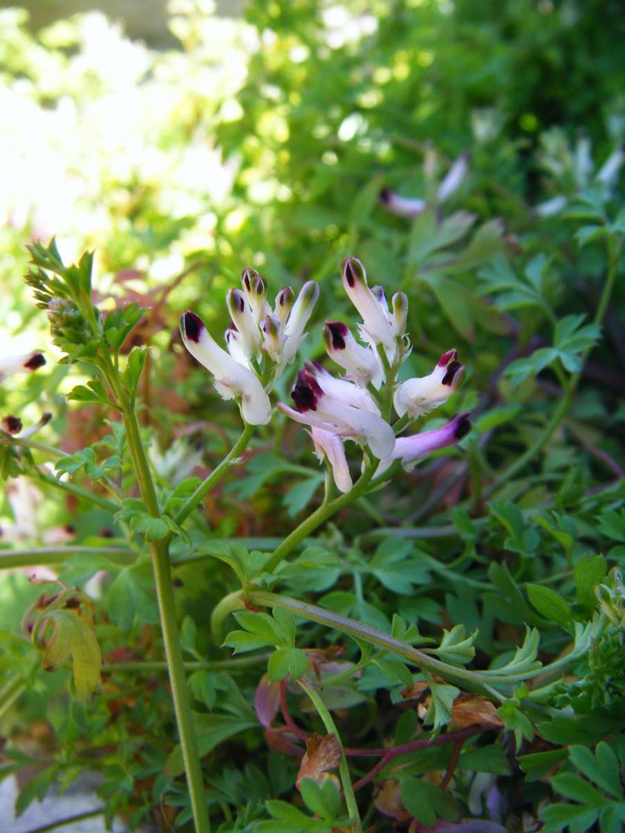 Fumeterre officinale