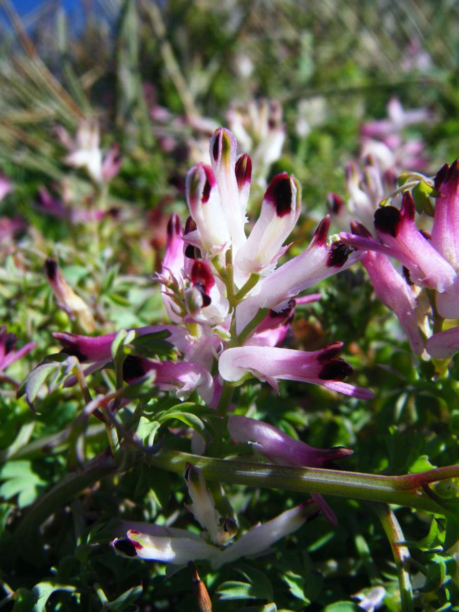 Fumeterre officinale