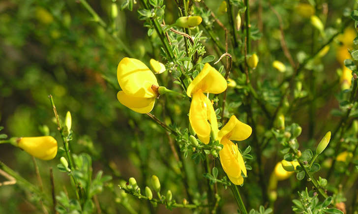 Spartier à tiges de jonc - fleurs (Crédits : phileole - Tela Botanica)