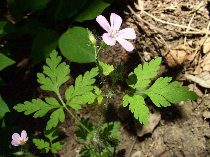 Géranium herbe à robert