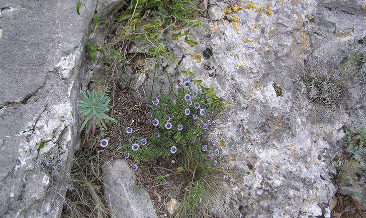 Globulaire buissonante (crédit: Andrine.FAURE - Tela Botanica)