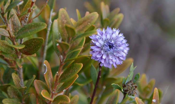 Globulaire buissonante (crédit: Daniel.MATHIEU - Tela Botanica)