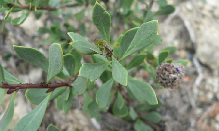 Globulaire buissonante (crédit: Mathieu.MENAND - Tela Botanica)