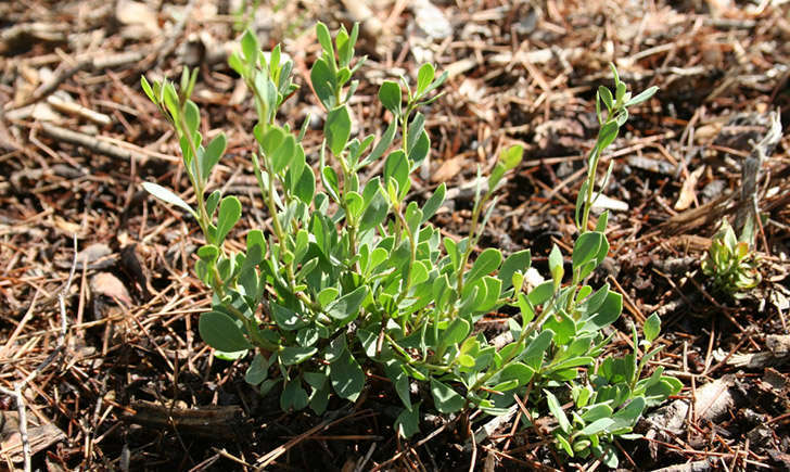 Globulaire buissonante (crédit: Christophe.BERNIER - Tela Botanica)