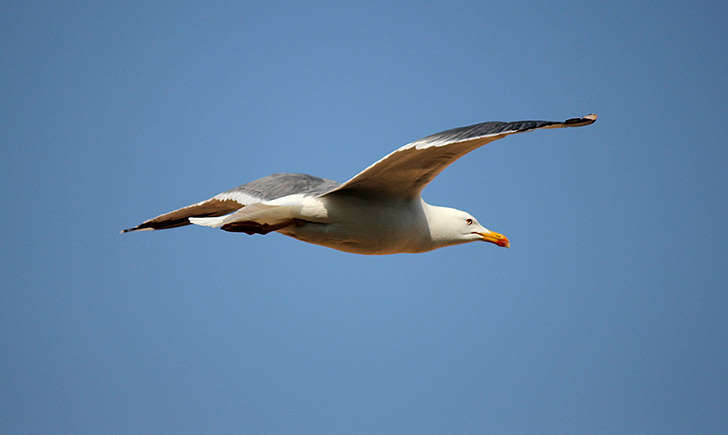 Goeland (crédit: cvalette - Flickr)