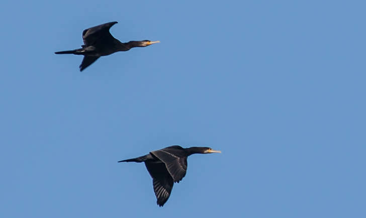 Grand cormoran en vol (crédit: Remi Rufer - Flickr)