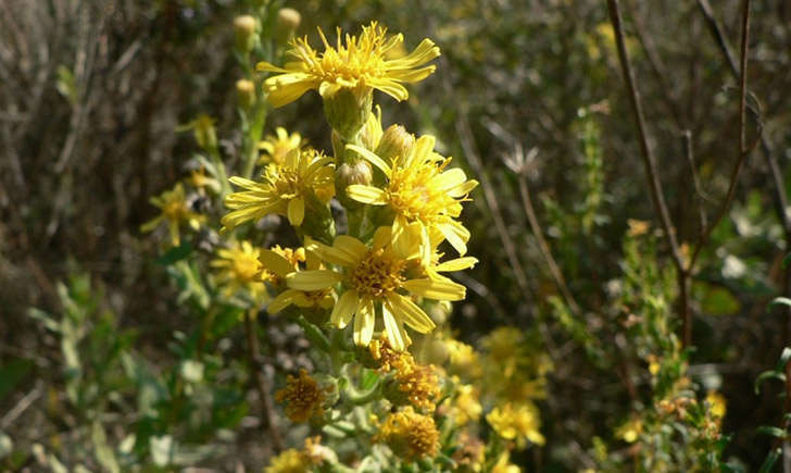 Inule visqueuse (crédit: Mathieu.MENAND - Tela Botanica)